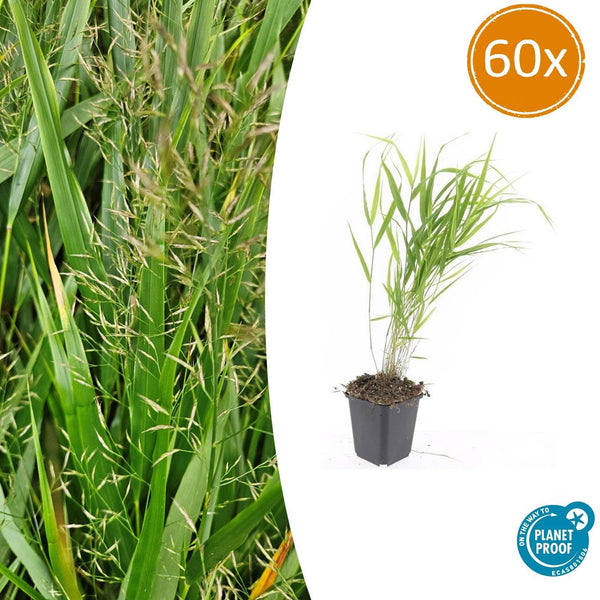 Japanisches Berggras – Hakonechloa macra
