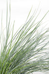 Blauschwingel ‚Azurit' – Festuca glauca – Ansicht 6