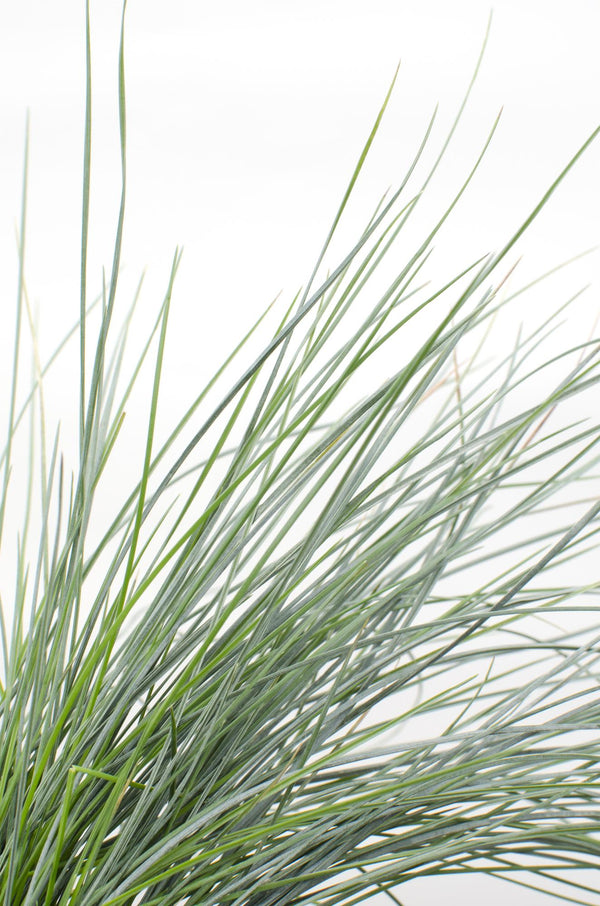 Blauschwingel ‚Azurit' – Festuca glauca – Ansicht 6