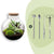 Flaschengarten-Set „Bolder Bob" – DIY-Terrarium mit Beleuchtung