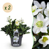 Christrose ‚Christmas Carol' – Helleborus niger