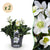 Christrose ‚Christmas Carol' – Helleborus niger