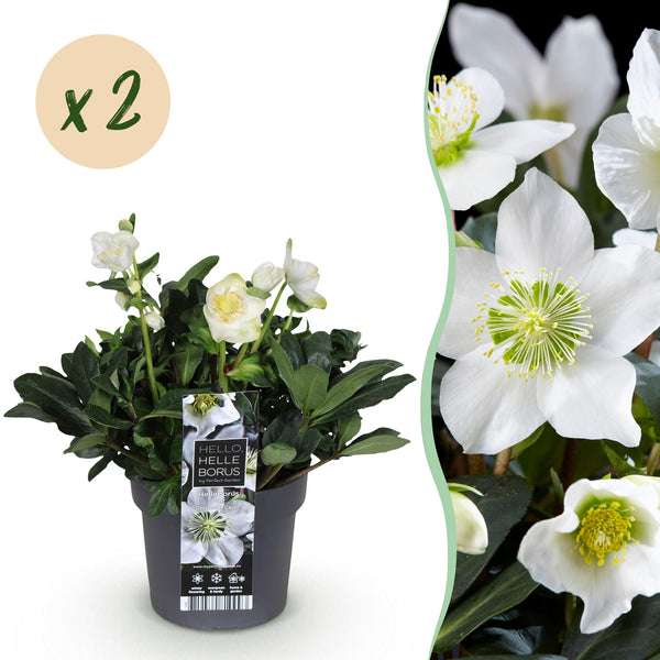 Christrose ‚Christmas Carol' – Helleborus niger