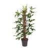 Philodendron pedatum – Ø 24 cm · 120 cm