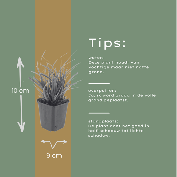 Japan-Segge – Carex morrowii – Ansicht 7