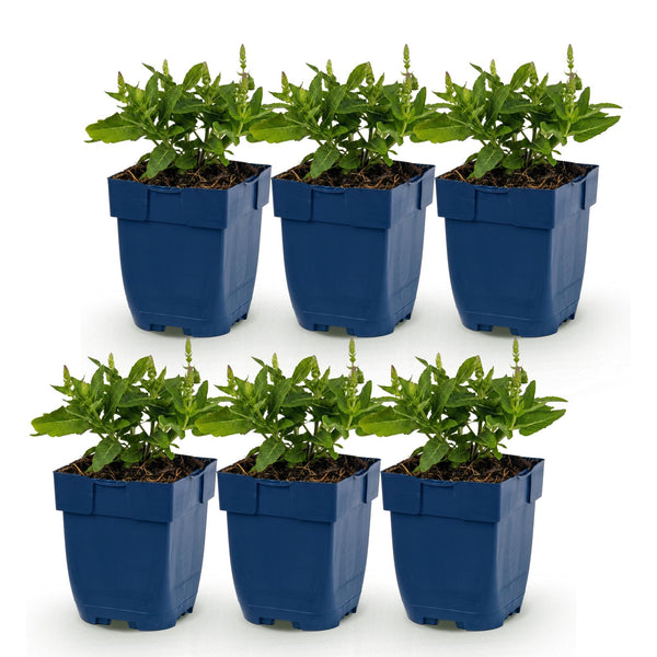 Salbei – Salvia – Ansicht 2