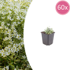 Filziges Hornkraut – Cerastium tomentosum