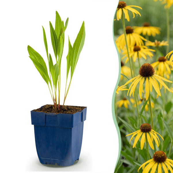 Gelber Sonnenhut – Echinacea paradoxa – 1 Stück