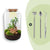 Flaschengarten-Set „Sven XL" – DIY-Terrarium mit Bonsai und Beleuchtung