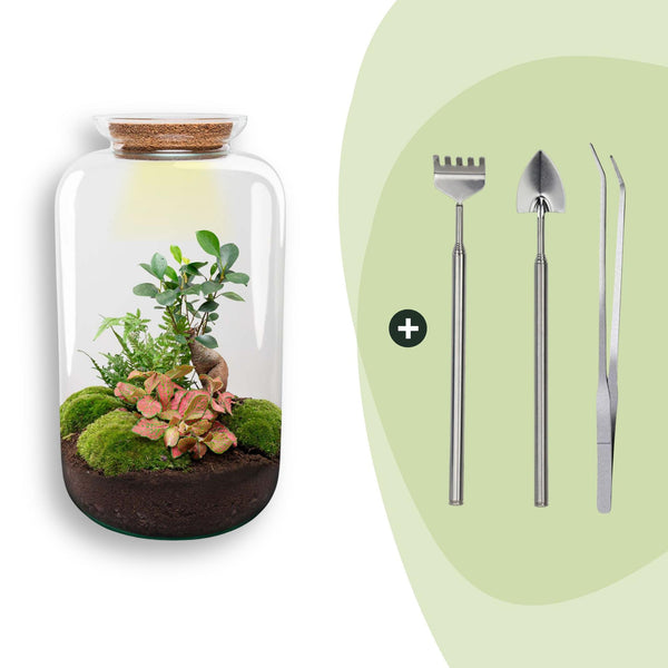 Flaschengarten-Set „Sven XL" – DIY-Terrarium mit Bonsai und Beleuchtung