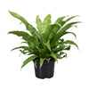 Nestfarn – Asplenium antiquum