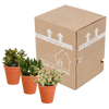 Sukkulenten-Set „Crassula-Mischung“ – 3 Crassula – Ansicht 9