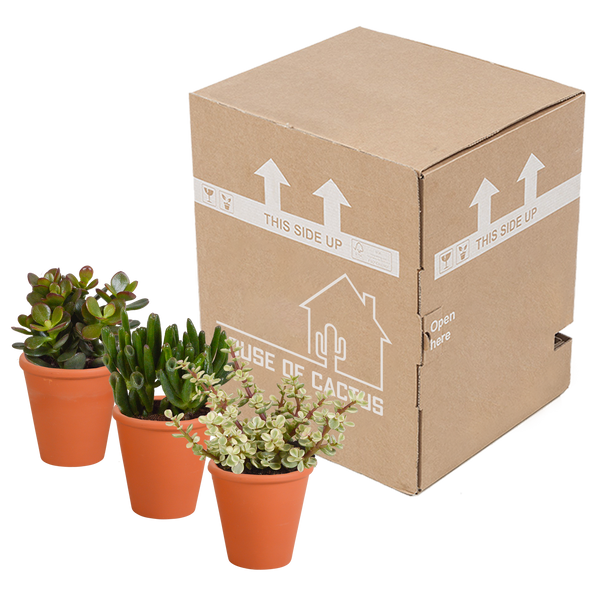 Sukkulenten-Set „Crassula-Mischung“ – 3 Crassula – Ansicht 9