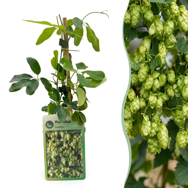 Hopfen ‚Nordbrau' – Humulus lupulus