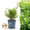 Buchsbaum ‚Babylon Beauty' – Buxus sempervirens