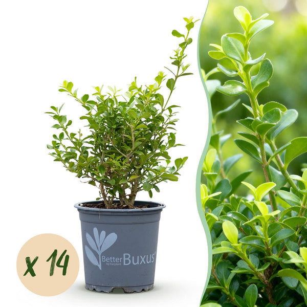 Buchsbaum ‚Babylon Beauty' – Buxus sempervirens