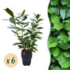Kirschlorbeer ‚Novita' – Prunus laurocerasus