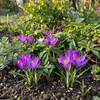 Krokus ‚Ruby Giant' – Crocus tommasinianus – Ansicht 2