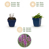 Ziest ‚Hummelo' – Stachys monieri – Ansicht 4