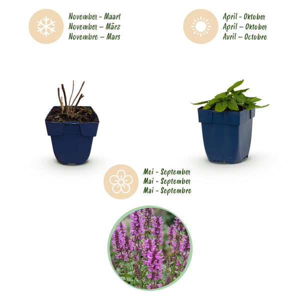 Ziest ‚Hummelo' – Stachys monieri – Ansicht 4