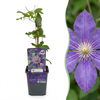 Waldrebe ‚Multi Blue' – Clematis