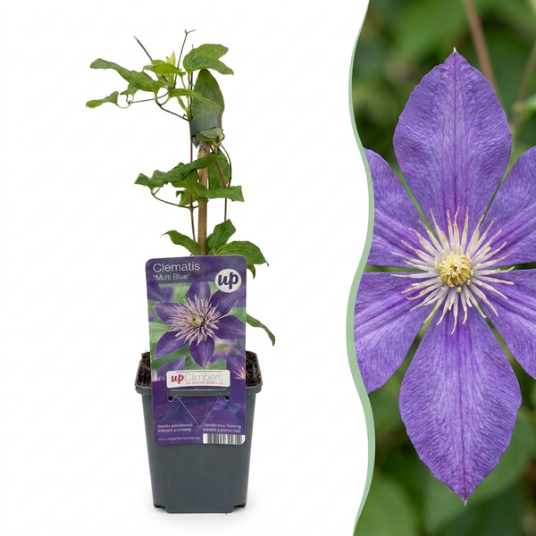 Waldrebe ‚Multi Blue' – Clematis