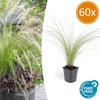 Federgras ‚Ponytails' – Stipa tenuissima