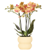 Schmetterlingsorchidee ‚Jamaica' – Phalaenopsis – Ø 9 cm · 40 cm