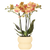 Schmetterlingsorchidee ‚Jamaica' – Phalaenopsis – Ø 9 cm · 40 cm