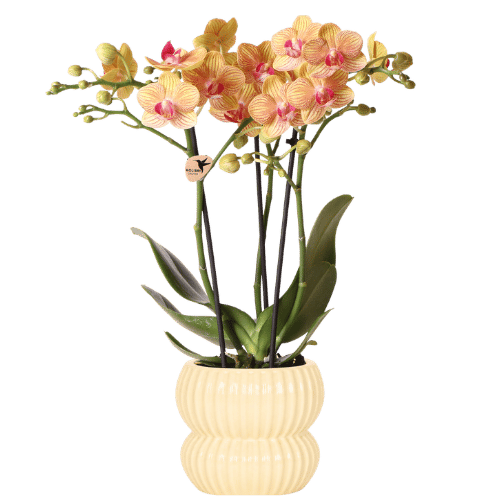 Schmetterlingsorchidee ‚Jamaica' – Phalaenopsis – Ø 9 cm · 40 cm