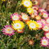 Mittagsblume ‚Jewel of Desert' – Delosperma – Ansicht 5