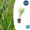Japanisches Berggras – Hakonechloa macra