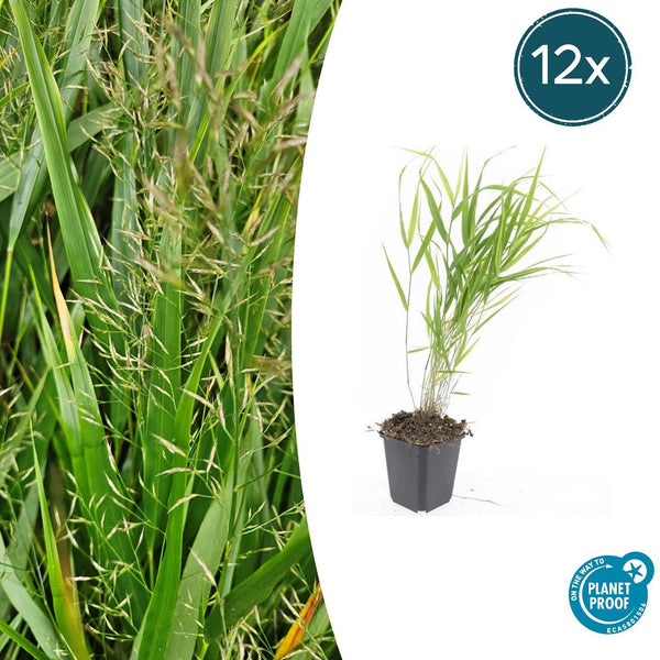 Japanisches Berggras – Hakonechloa macra