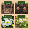 Narzisse ‚White Petticoat' – Narcissus bulbocodium – Ansicht 3