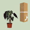 Pfeilblatt ‚Polly' – Alocasia amazonica – Ansicht 3