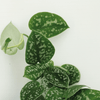 Scindapsus pictus – Ansicht 3