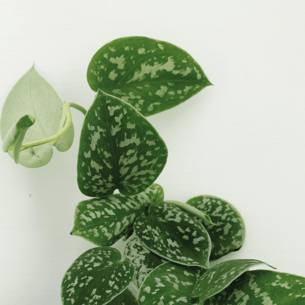 Scindapsus pictus – Ansicht 3
