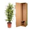 Drachenbaum ‚Lemon Lime' – Dracaena fragrans – Ansicht 3
