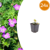 Blutroter Storchschnabel – Geranium sanguineum