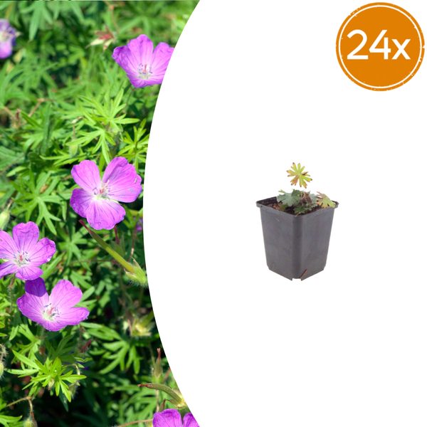 Blutroter Storchschnabel – Geranium sanguineum