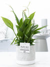Einblatt – Spathiphyllum wallisii