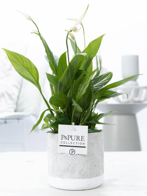 Einblatt – Spathiphyllum wallisii