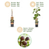 Feige ‚Little Miss Figgy' – Ficus carica – Ansicht 4