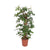 Philodendron pedatum