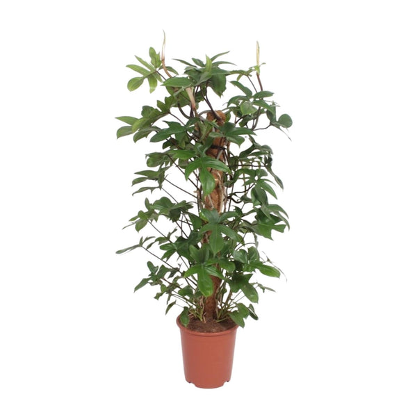 Philodendron pedatum