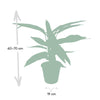 Korbmarante ‚Triostar' – Stromanthe sanguinea – Ansicht 4