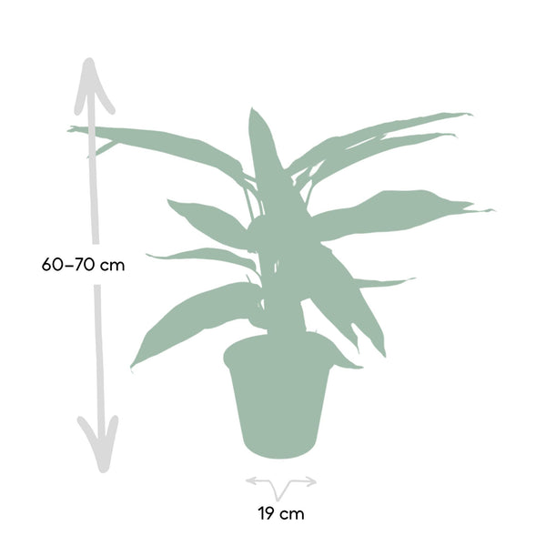 Korbmarante ‚Triostar' – Stromanthe sanguinea – Ansicht 4