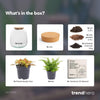 Terrarium-Set „Emma Mini" – DIY-Kit mit Fittonia ‚Ruby Lime'