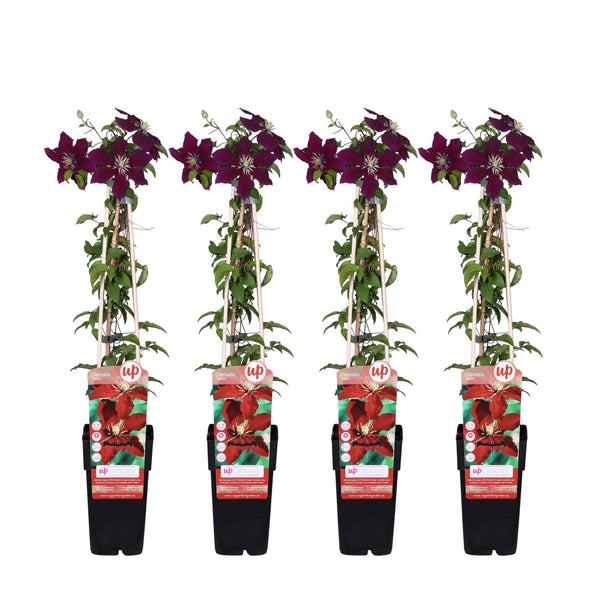 Waldrebe ‚Niobe' – Clematis