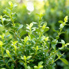 Buchsbaum ‚Babylon Beauty' – Buxus sempervirens – Ansicht 4